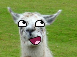AmstaffeQYT